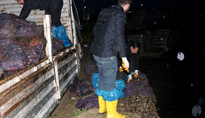 8 ton kaçak avlanan midye denize iade edildi