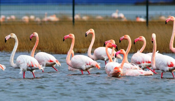 Flamingoların yaz tercihi Hersek Lagünü