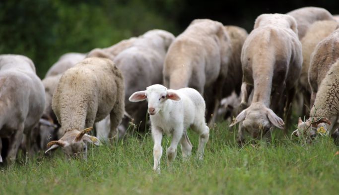 "Yalova kıvırcığı" adlı koyunun tescilinde sona yaklaşıldı