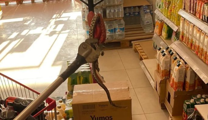 Yalova’da market rafında bulunan yılan doğaya bırakıldı