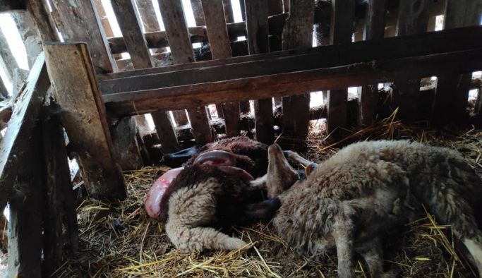 Koru’da başıboş köpek dehşeti : 1 ayda 6 koyununu parçaladılar