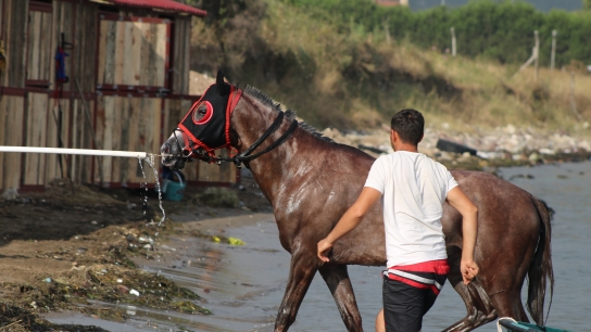 Milyonlık yarış atları, Yalova'da yüzüdürülüyor
